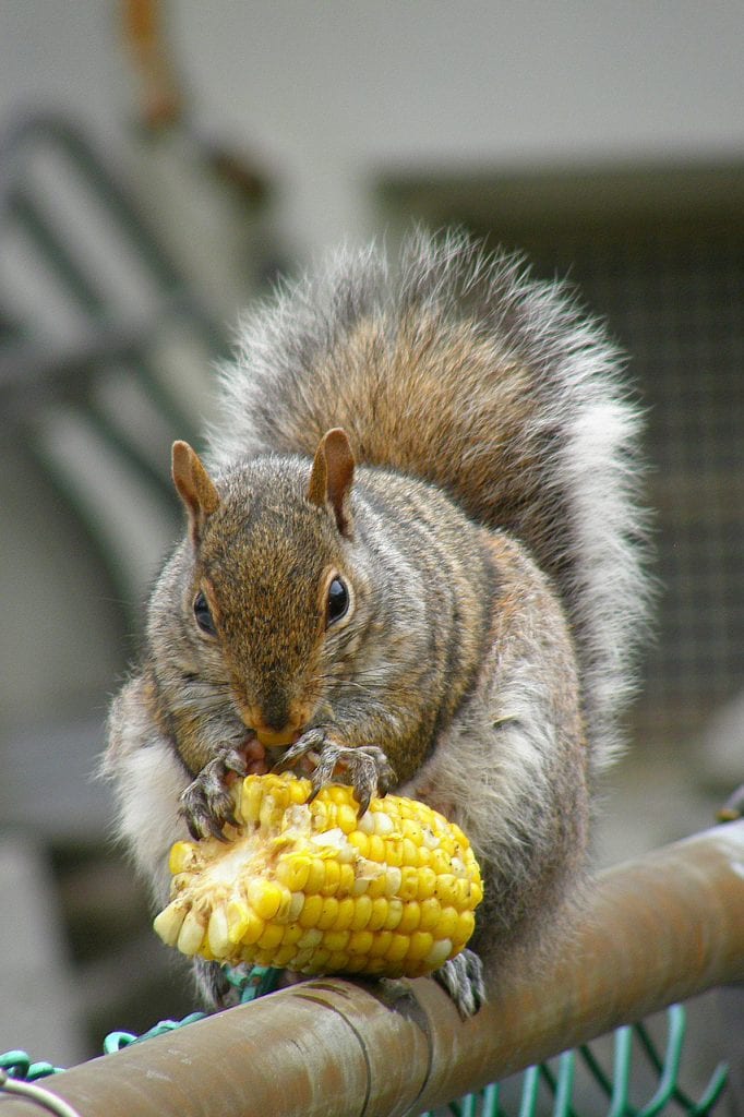 corn for squirrels